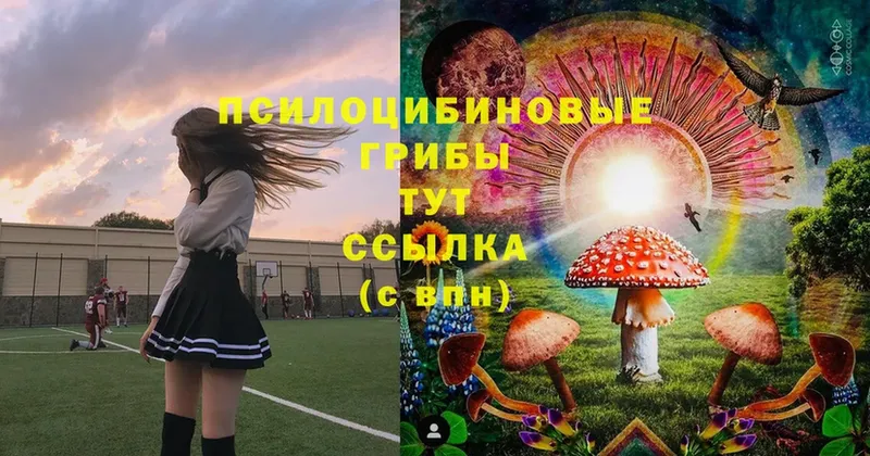 Псилоцибиновые грибы Cubensis  Дедовск 